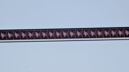 Ssssnake Kobra - Original Super 8 Film Piccolo film ca. 120m HORROR